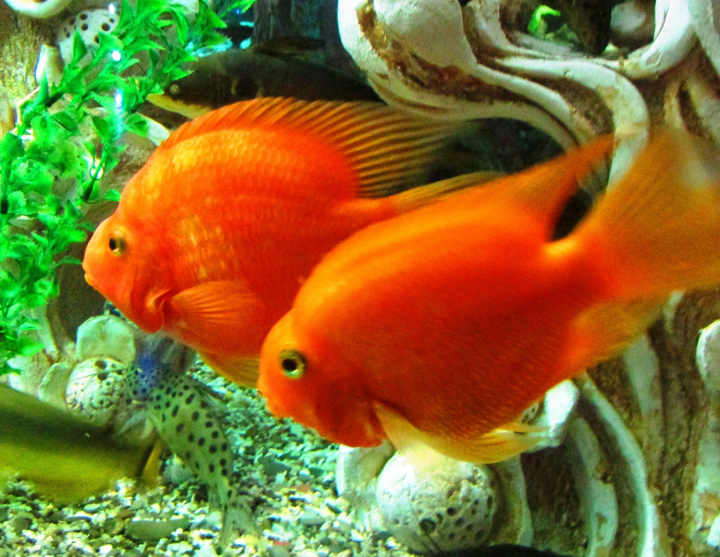 Золотые рыбки в аквариуме Евпатории