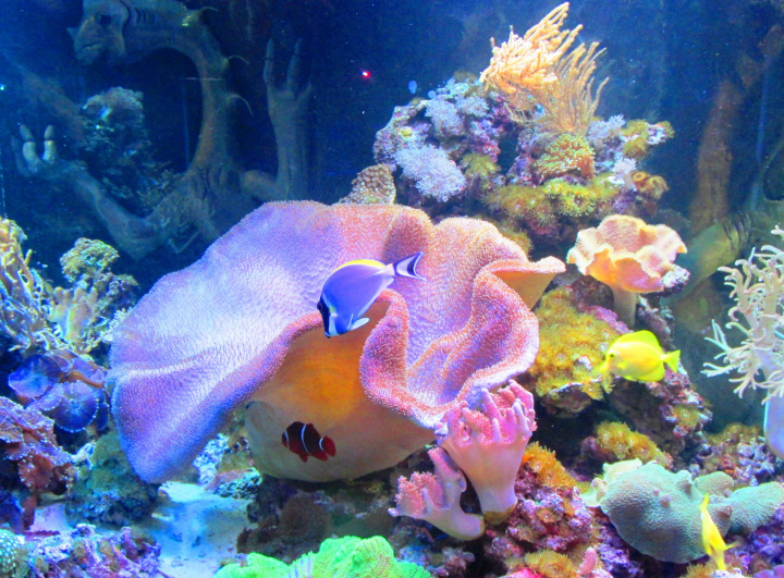 Кораллы и водоросли в Евпаторийском аквариуме