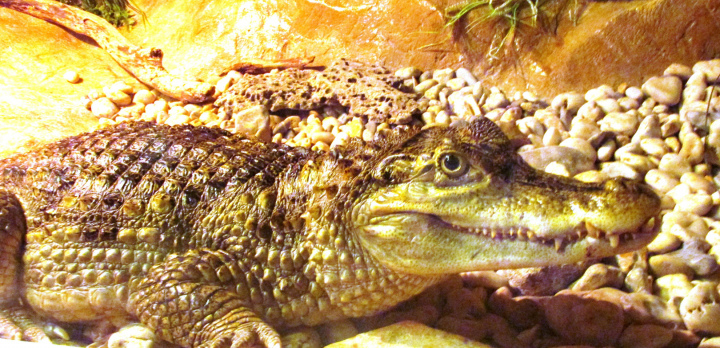 Каймановый крокодил в Евпаторийском аквариуме