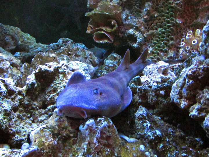протоптериус в аквариуме Евпатории