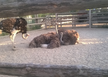 Страусы в бердянском зоопарке