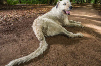 Самый длинный хвост у собаки по Книге рекордов Гиннеса у ирландского волкодава.