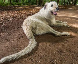 Самый длинный хвост у собаки по Книге рекордов Гиннеса у ирландского волкодава.