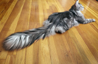 Самый длинный хвост у кошки в Книге рекордов Гиннесса.