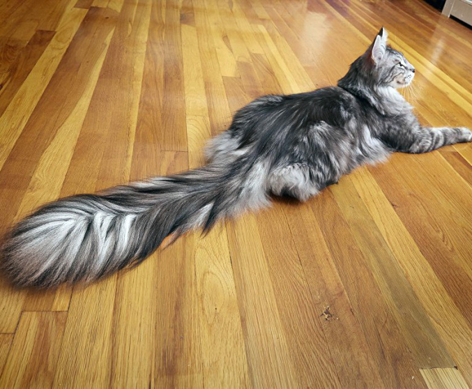 Самый длинный хвост у кошки в Книге рекордов Гиннесса.