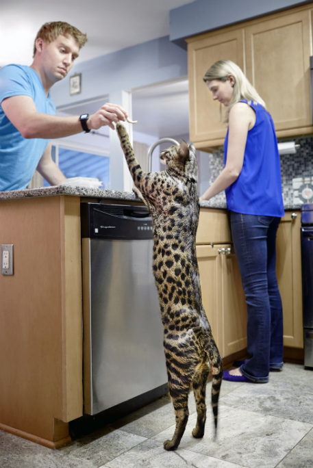 Самый высокий кот Книга рекордов Гиннесса.