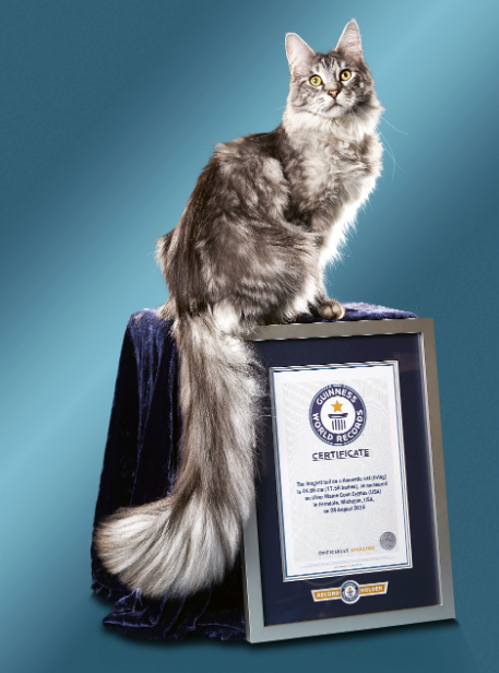 Самый длинный хвост кошки Книга рекордов Гиннесса.