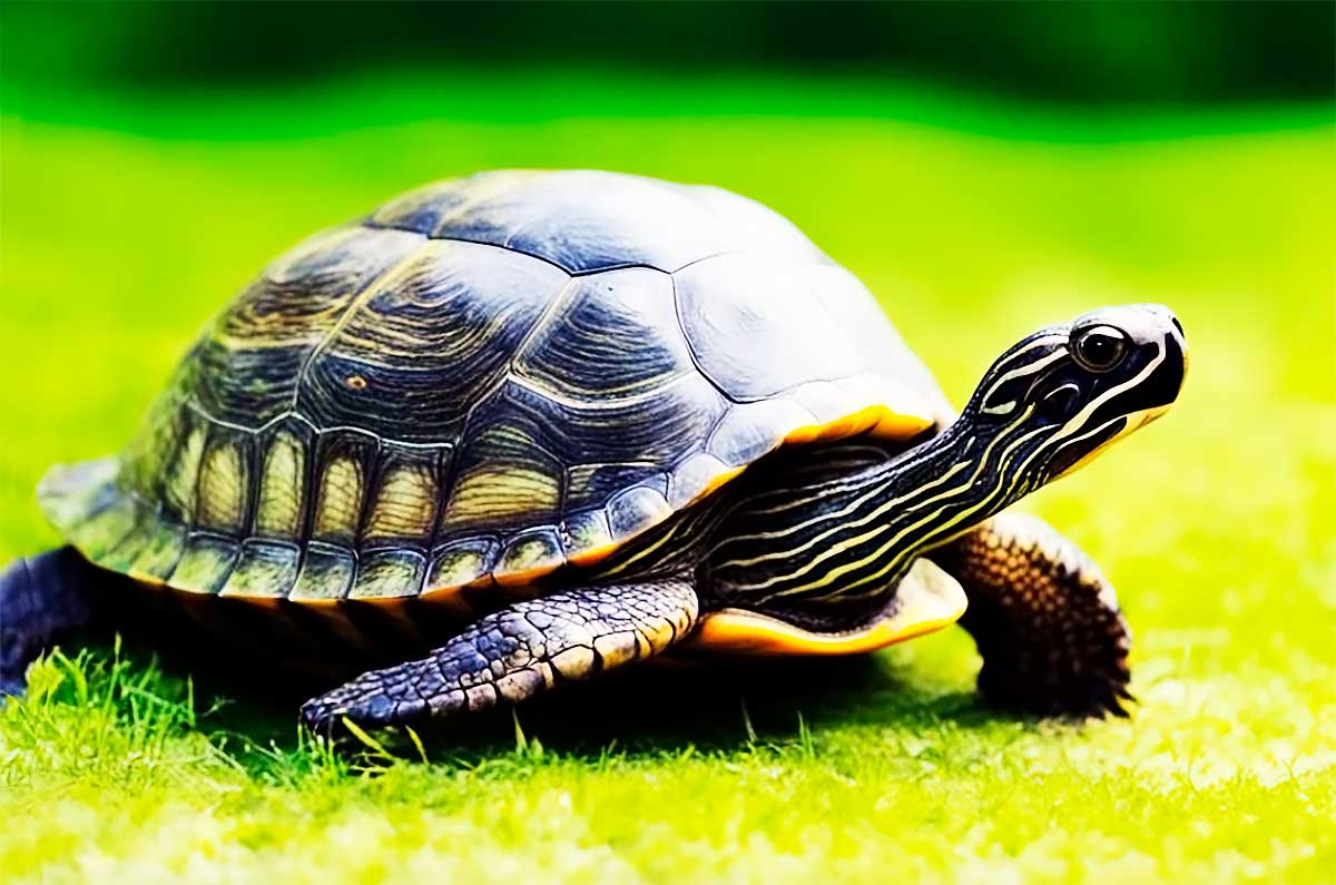 Интересные факты о черепахах дома.