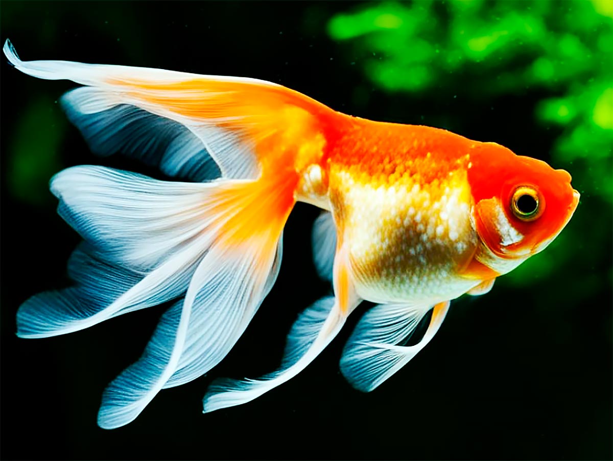 Интересные факты о золотых рыбках.