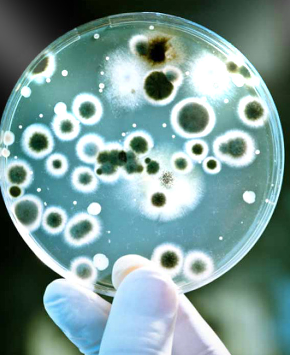 Воздушные бактерии. Микроорганизмы в воде. Бактерии в воде. Микробиология. Микробы в пробирке.