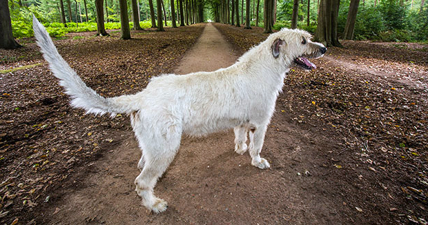Собака с самым длинным хвостом – ирландский волкодав.